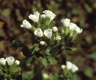 Longkruid (Pulmonaria officinalis 'Sissinghurst White')