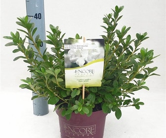 Azalea (Rhododendron Encore ® 'Pure White Julia')