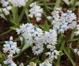 Saffier Hyacinth (Puschkinia libanotica)
