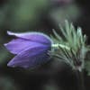 Wildemanskruid (Pulsatilla vulgaris) BIO