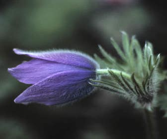 Wildemanskruid (Pulsatilla vulgaris) BIO