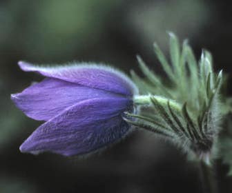 Wildemanskruid (Pulsatilla vulgaris) BIO