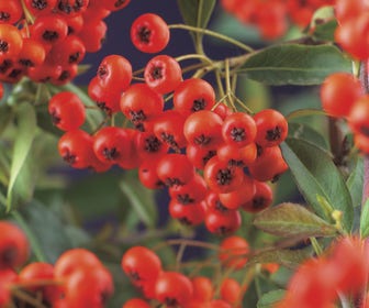 Vuurdoorn (Pyracantha 'Red Column')