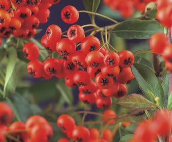 Vuurdoorn (Pyracantha 'Red Column')