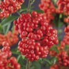 Vuurdoorn (Pyracantha 'Mohave')