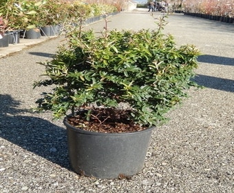 Vuurdoorn als bol (Pyracantha 'Navaho')