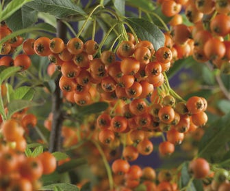 Vuurdoorn (Pyracantha 'Orange Charmer')