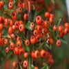 Vuurdoorn (Pyracantha 'Orange Glow')