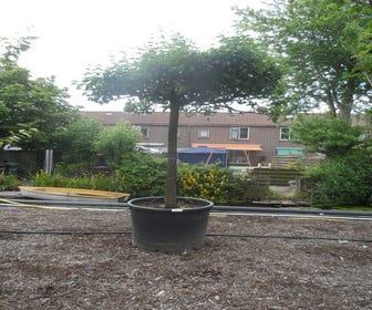 Sierpeer als dakboom (Pyrus calleryana 'Chanticleer')