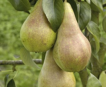 Lei-Peer (Pyrus communis 'Concorde')