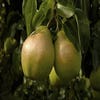 Lei-Peer (Pyrus communis 'Doyenne du Comice')