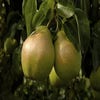 Perenboom (Pyrus communis 'Doyenne du comice') Bio
