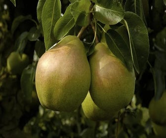 Perenboom (Pyrus communis 'Doyenne du comice') Bio