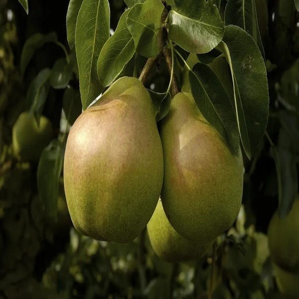 Perenboom (Pyrus communis 'Doyenne du comice') Bio