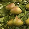 Lei-Peer (Pyrus communis 'Gieser Wildeman')