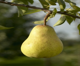 Perenboom (Pyrus communis 'Williams')