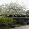 Treursierpeer (Pyrus salicifolia 'Pendula')