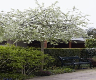 Treursierpeer (Pyrus salicifolia 'Pendula')