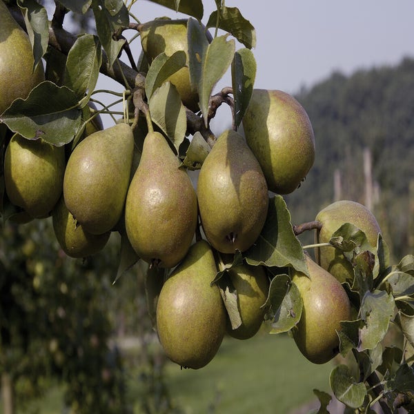 Perenboom (Pyrus communis 'Kleipeer')