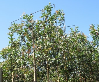 Steeneik als leiboom (Quercus ilex)