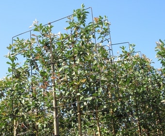 Steeneik als leiboom (Quercus ilex)