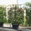 Steeneik als leivorm (Quercus ilex)