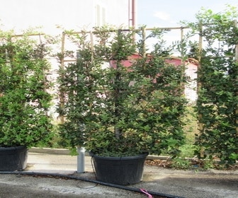 Steeneik als leivorm (Quercus ilex)