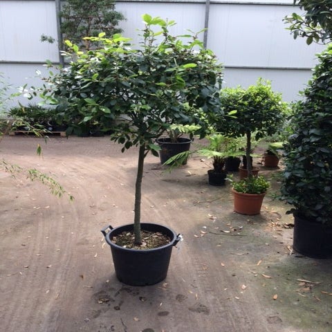 steeneik-op-stam-quercus-ilex