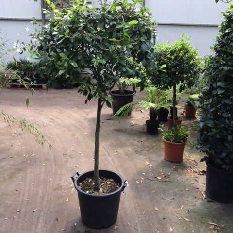 Steeneik Op Stam Quercus Ilex steeneik-op-stam-quercus-ilex