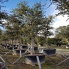 Kurkeik als solitair (Quercus suber)