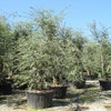 Kurkeik meerstammig (Quercus suber)