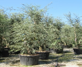Kurkeik meerstammig (Quercus suber)