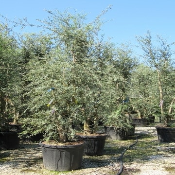Kurkeik meerstammig (Quercus suber)