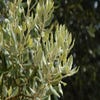 Steeneik als boom (Quercus ilex)