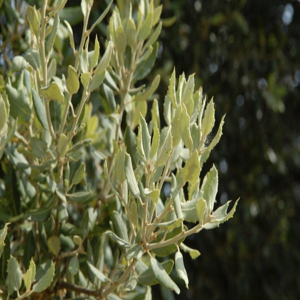 Quercus ilex (steeneik) bladeren