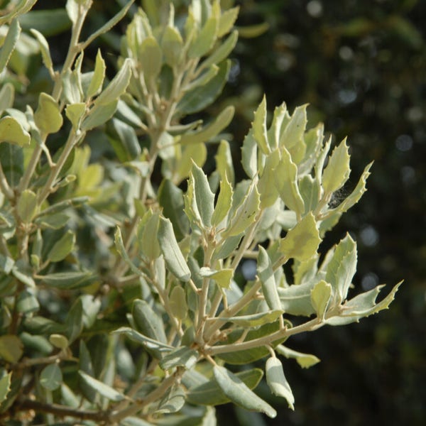 Quercus ilex (steeneik) bladeren
