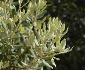 Steeneik als struik (Quercus ilex)