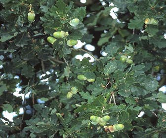 Zomereik, bosplantsoen (Quercus robur)