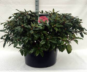 Rhododendron (Rhododendron 'Marie Forte')