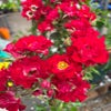 Ramblerroos (Rosa 'Rambling Rosie') (BIO)