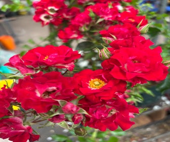 Ramblerroos (Rosa 'Rambling Rosie') (BIO)
