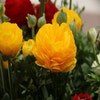 Ranonkel (Ranunculus asiaticus 'Aviv' geel)
