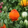 Ranonkel (Ranunculus asiaticus 'Aviv' oranje)