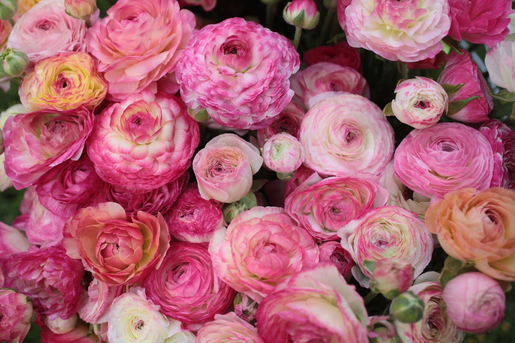Ranunculus