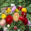 Ranonkel (Ranunculus asiaticus 'Aviv' mix)