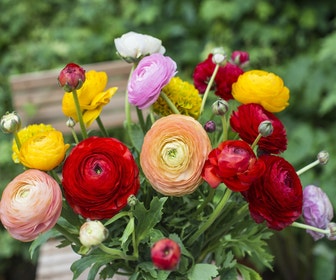 Ranonkel (Ranunculus asiaticus 'Aviv' mix)
