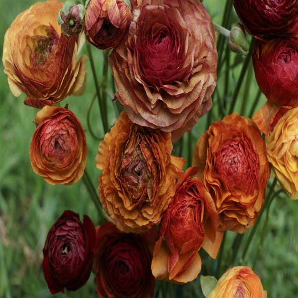 Ranunculus (Ranunculus asiaticus 'Aviv Picotee' -café-)