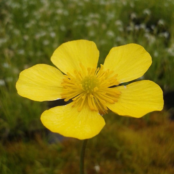 Ranunculus lingua (grote boterbloem)