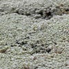 Zilverkussen (Raoulia australis)