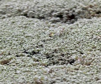 Zilverkussen (Raoulia australis)